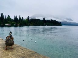 Ente im Regen