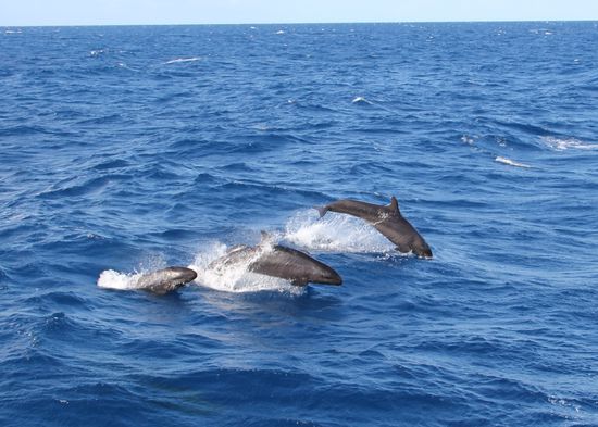 ....mein Freund heißt Flipper, Flipper...nanana nanana nana....