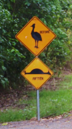 Vorsicht Cassowarry ....before-after....