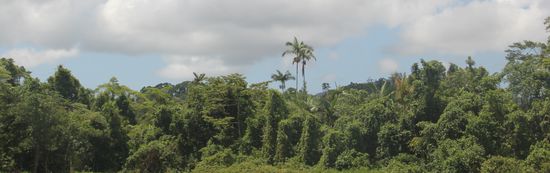 ...den endlosen Reeeeeegenwald...