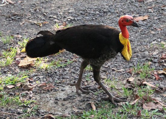 ein huhn in den deutschlandfarben