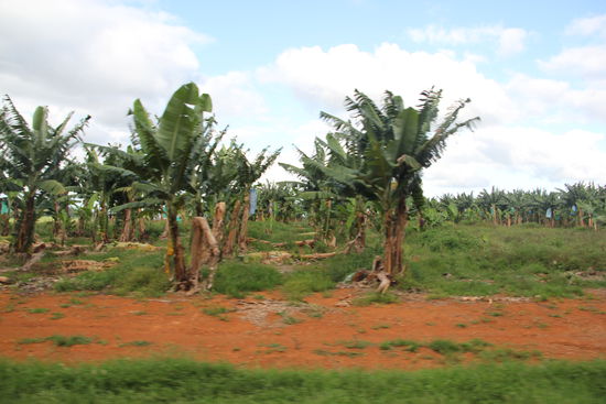 Banaaaaaaaaanen...überall!