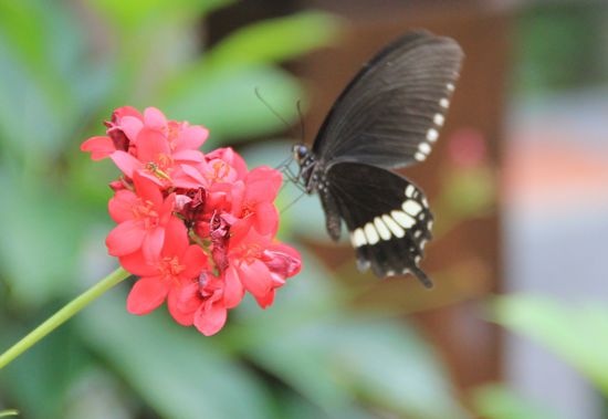 ein riesengroßer Schmetterling