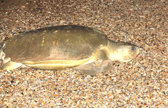 die alte Morla ...auf den Weg zurück ins Meer