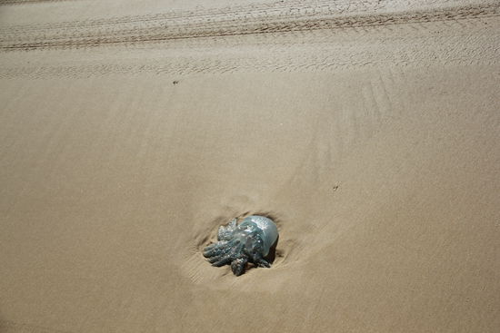 ein jellyfish ...uuaahhhhhhh