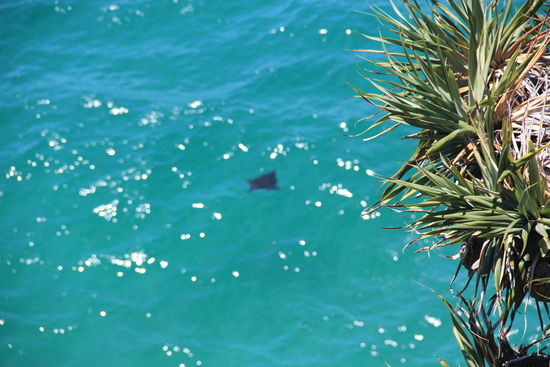 ...ein Mantarochen...