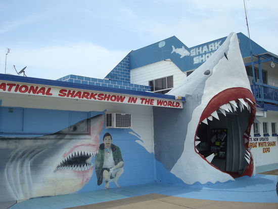 hier ist ein 6-Meter Hai in einem Eisblock eingefroren...uuaaaahhh