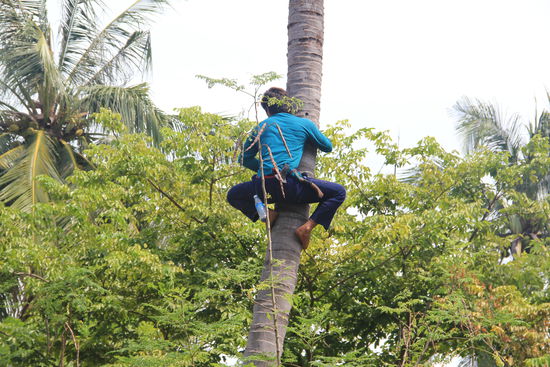 WER HAT DIE KOKOSNUSS, WER HAT DIE KOKOSNUSS...