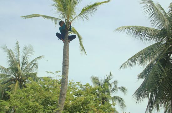 WER HAT DIE KOKOSNUSS GEKLAUT...