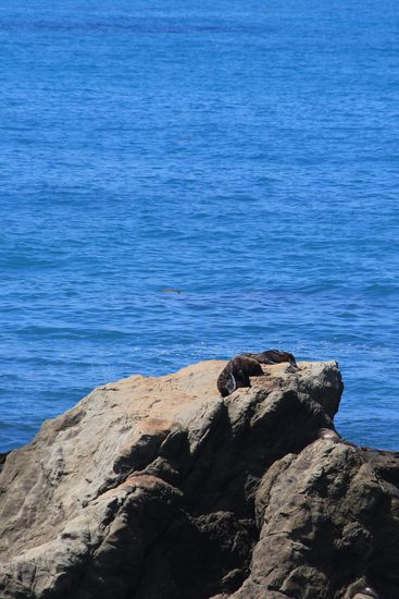 Seehunde beim Sonnen