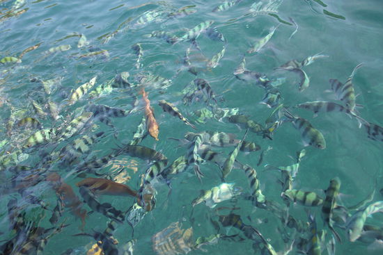 DA WAREN WIR SCHNORCHELN...
DER WAHNSINN!!!!!!!!!!!!
TOOOOOOLLLLLLLLL!!!!!!!!!!!!!