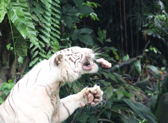 Fütterung der Raubtiere
