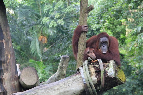 ich liebe diesen Zoo