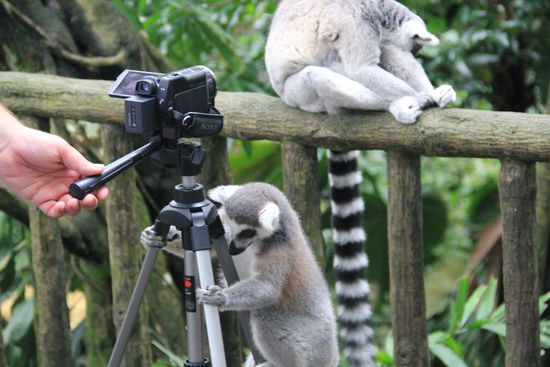 die waren so zutraulich und sind überall zwischen uns herrumgetollt