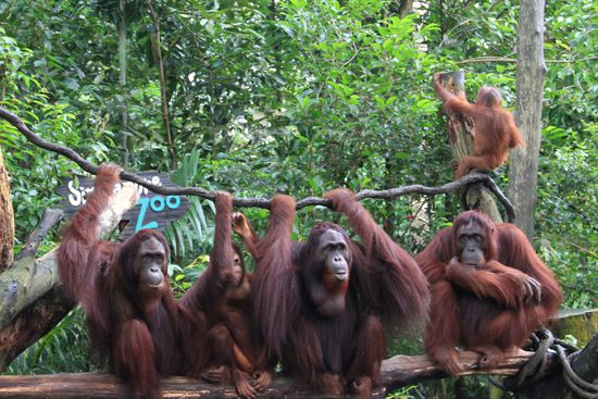 Die ganze Affenbande...wir könnten Stunden hier verbringen!