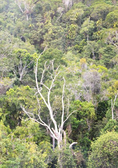 hier ein paar Bilder vom Rainforest