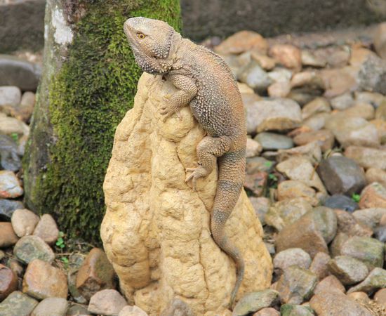 und noch ein anderer kleiner Freund