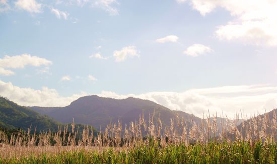 Zuckerrohrfelder wohin man blickt
