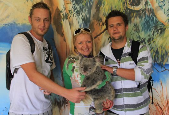 und noch ein Foto vom Koala