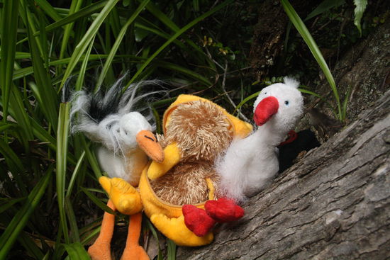 unsere wegbegleiter, mrs. longleg, kiwi und mrs. shortleg (von links nach rechts)