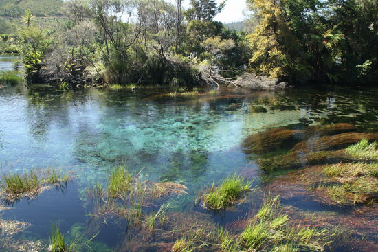 Waikoropupu springs -  the water is so clear!!!! unbelievable