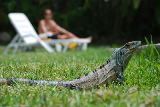 Besuch am pool in lovley Montezuma