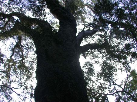 THE BIG TREE!