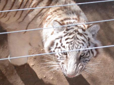 Der Blick eines weissen Tigers auf den Photographen...