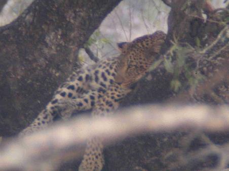 Leopard