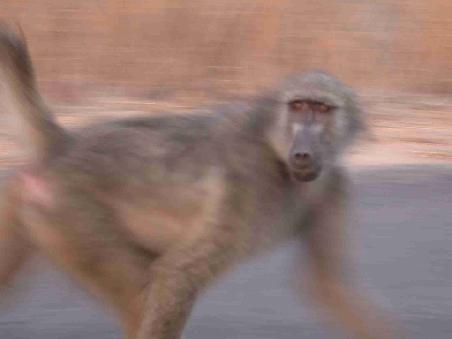 Baboon (Pavian)