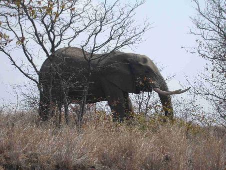 Der Elefant: Knusper, knusper, kneusschen. Ich knabber an dem Baeumchen...