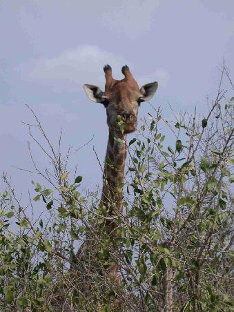 Giraffe