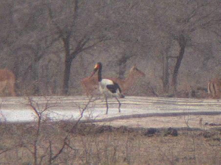 Sattelstorch (Im Hintergrund Impalas, die hier ueberall sind. Frisches Raubtierfutter)