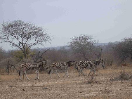 Zebras