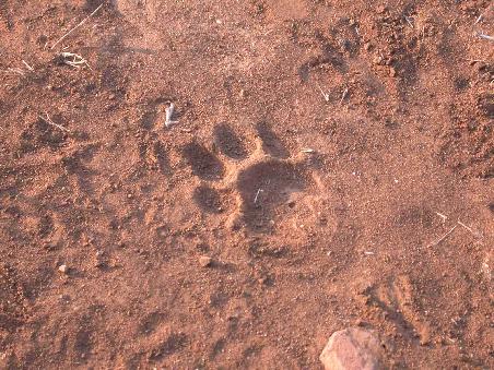 Spurensicherung im Krugerpark (maennlicher Loewe)