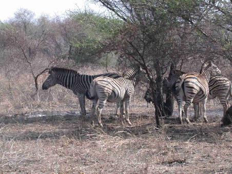 Mehr Zebras