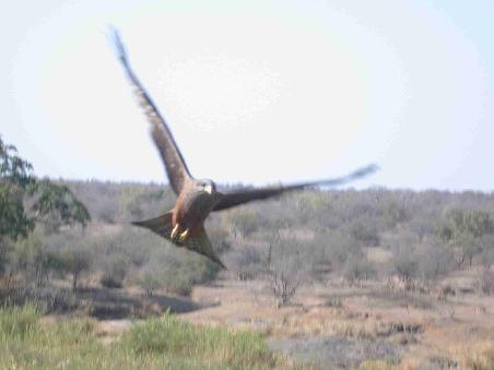 Raubvogel im Anflug