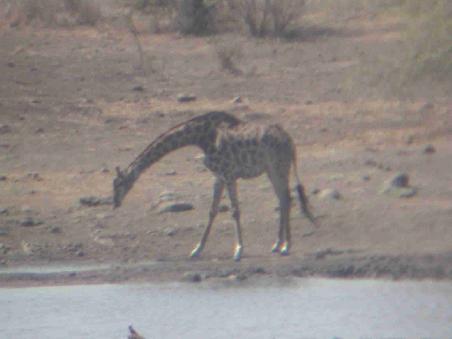 Giraffe geht zum Trinken...