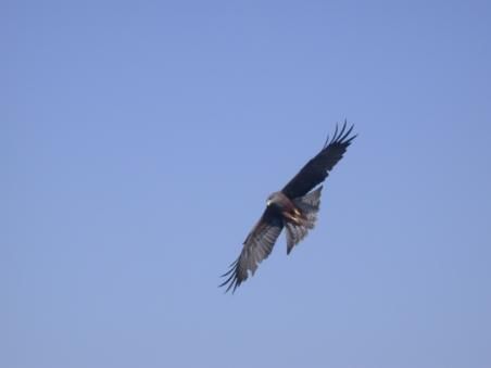 Raubvogel im tiefen Ueberflug