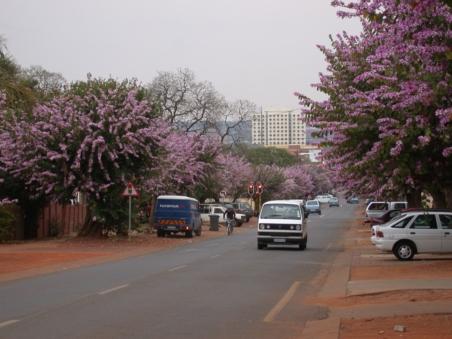 Jacaranda - lilafarbene Alleen in Pretoria