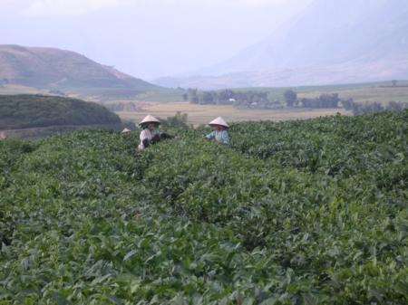Teeplantage