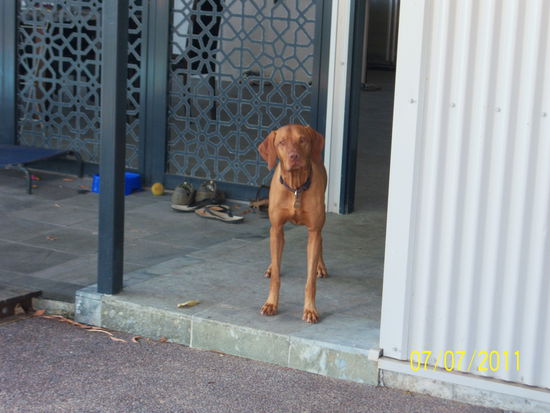 Costa der Hund des Hauses