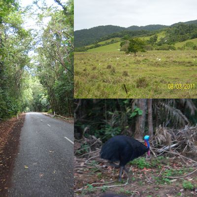 Die engen Straßen auf Cape Tribulation, Wiesen die aussehen wie die in Deutschland und der Cassowari