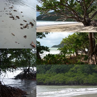 Strände auf Cape Tribulation, Regenwald trifft auf Riff und Mangroven die vom Salzwasser leben