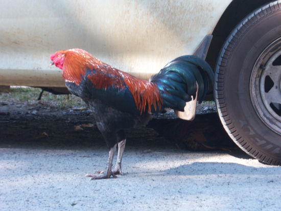 beginnender Hahnenkampf - schaut man genauer hin, kann man unter dem Reifen den zweiten Hahn erkennen, der sich vor dem ersten versteckt.