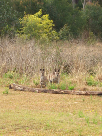 Die Kängurus neben dem Rastplatz