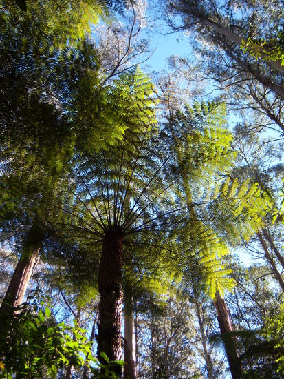 Endlich konnten wir einen dieser traumhaften Bäume fotografieren