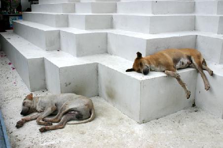 Die Jungs brauchten nach so viel Tempel einfach mal eine Auszeit...das geht schon in Ordnung.