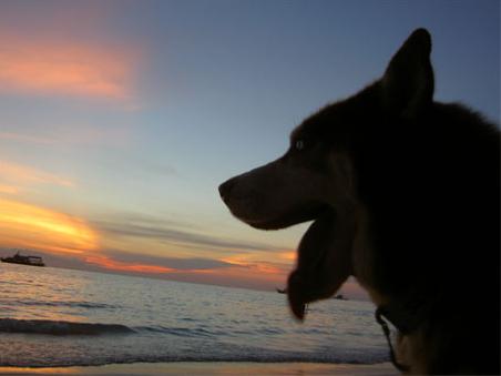 Beliebtestes Haustier auf der Insel...