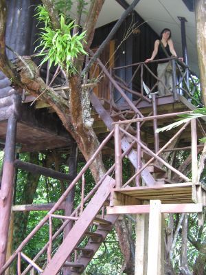 wieder im Baumhaus